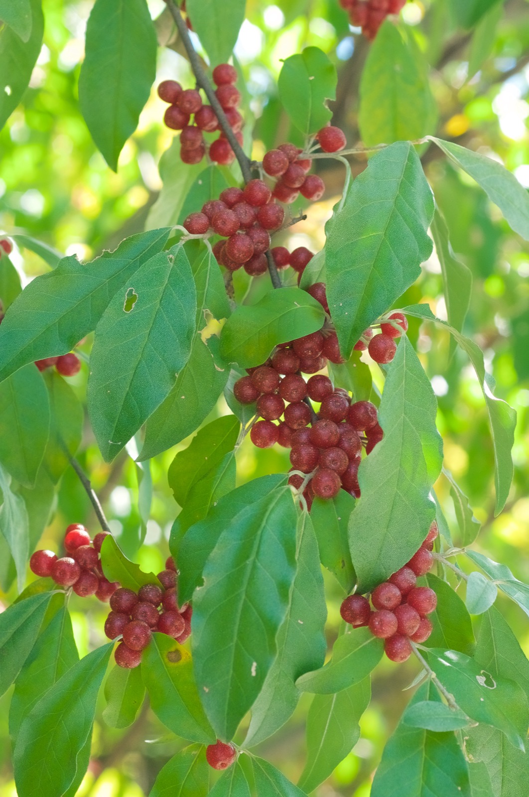 Autumn Olive
