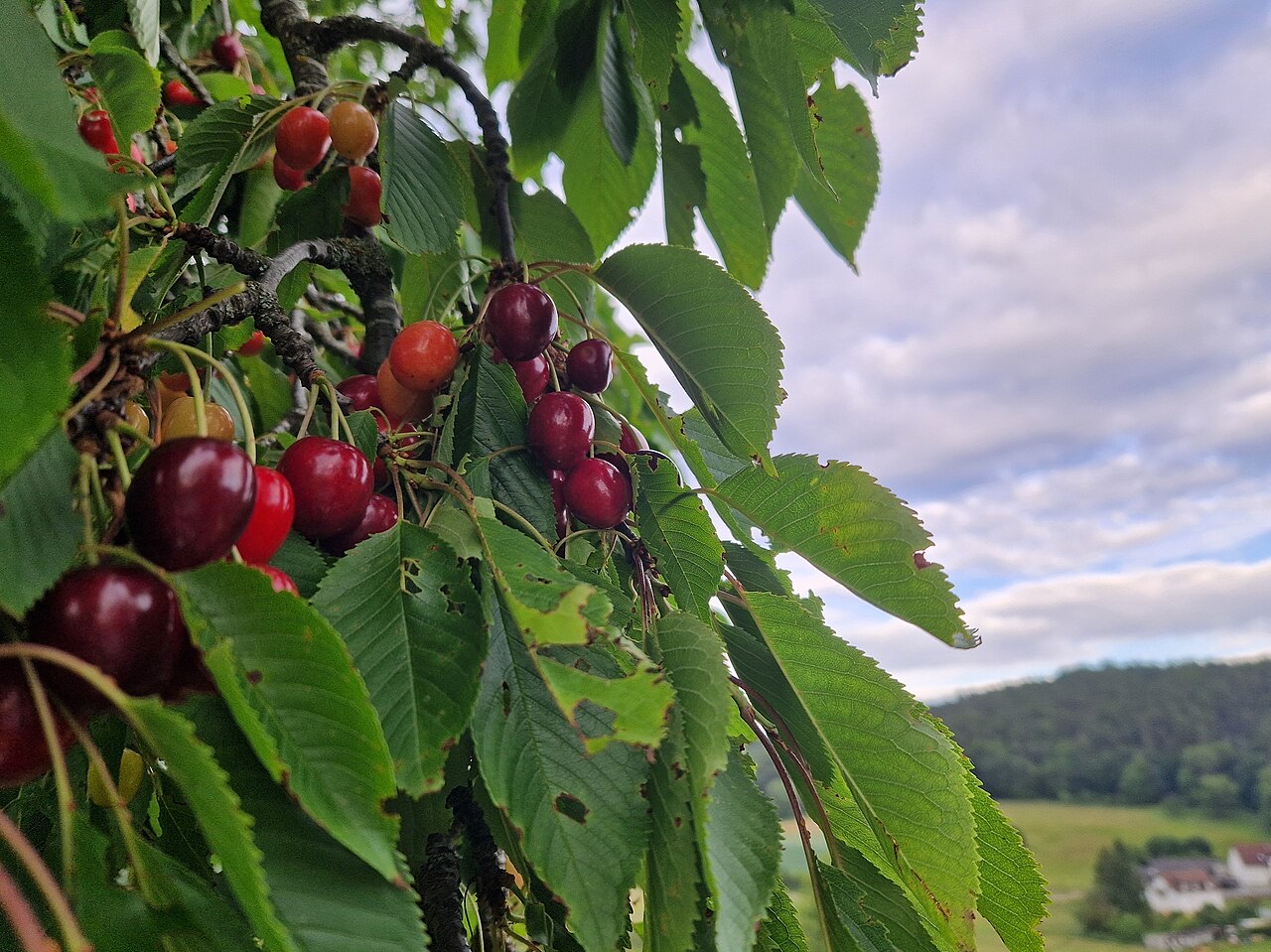Cherry