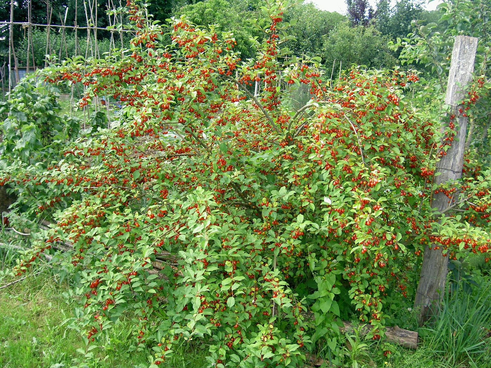 Goumi