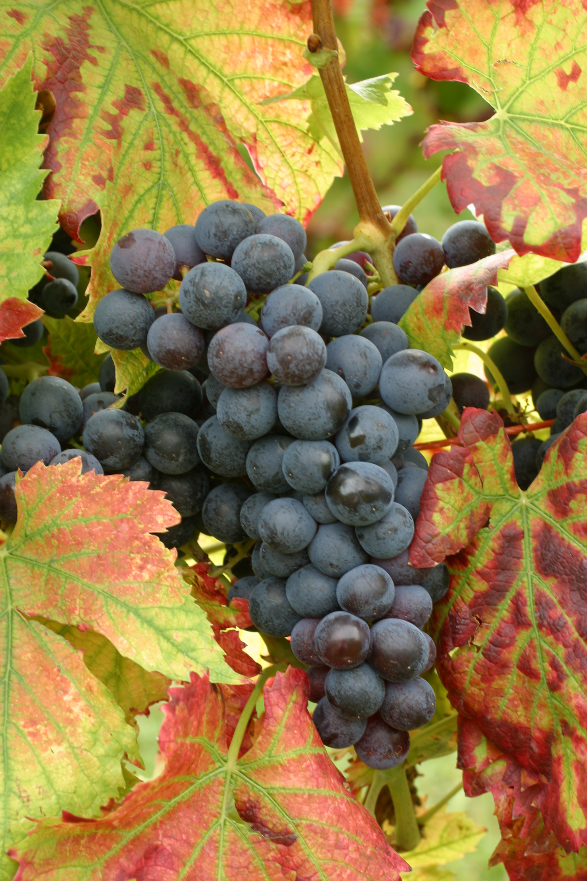 Grape