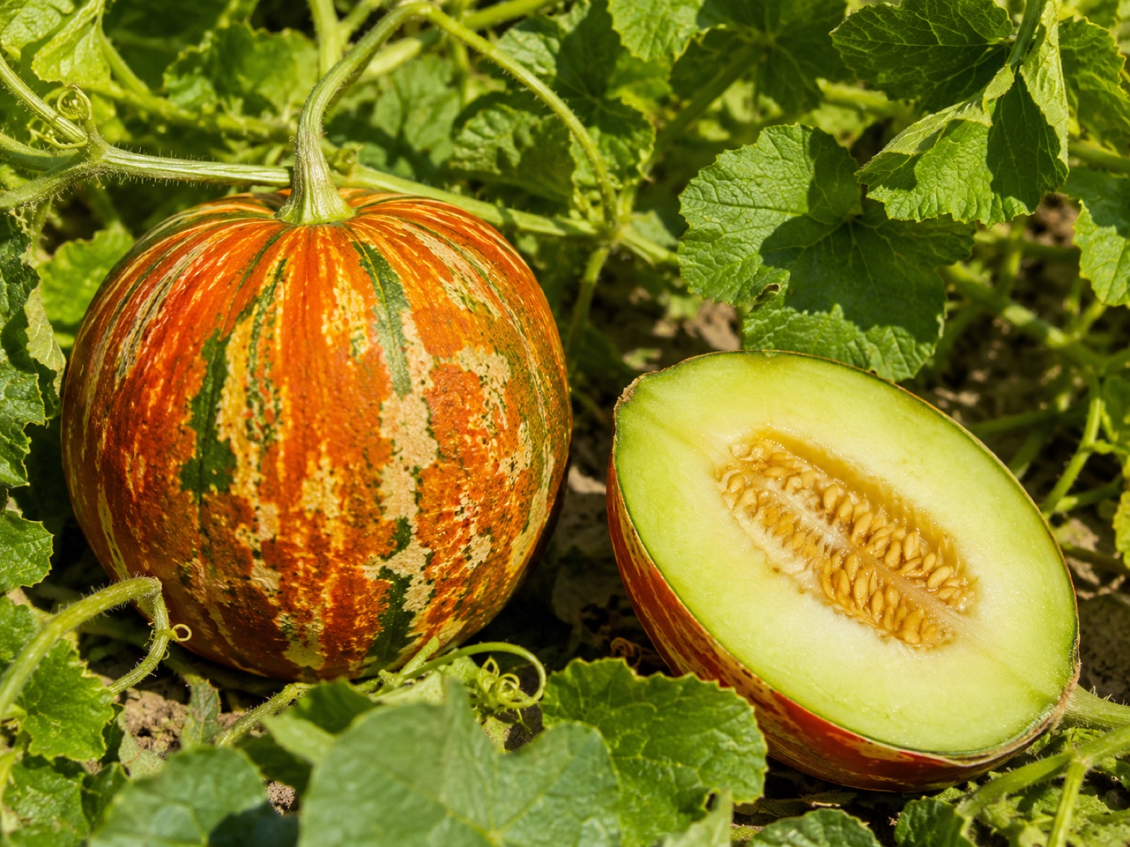 Melon