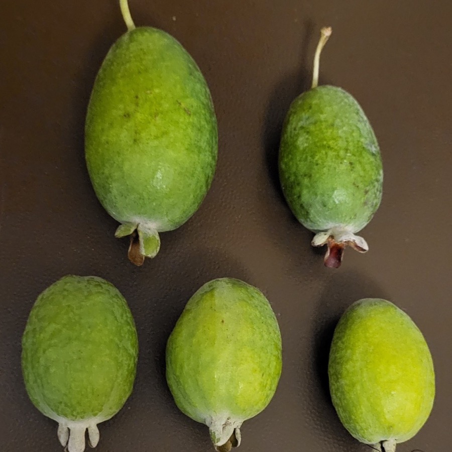 Pineapple Guava
