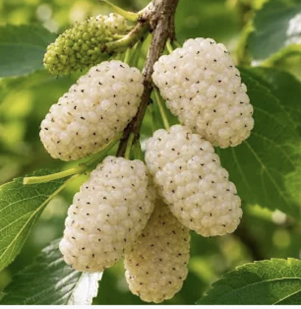 White Mulberry fruit