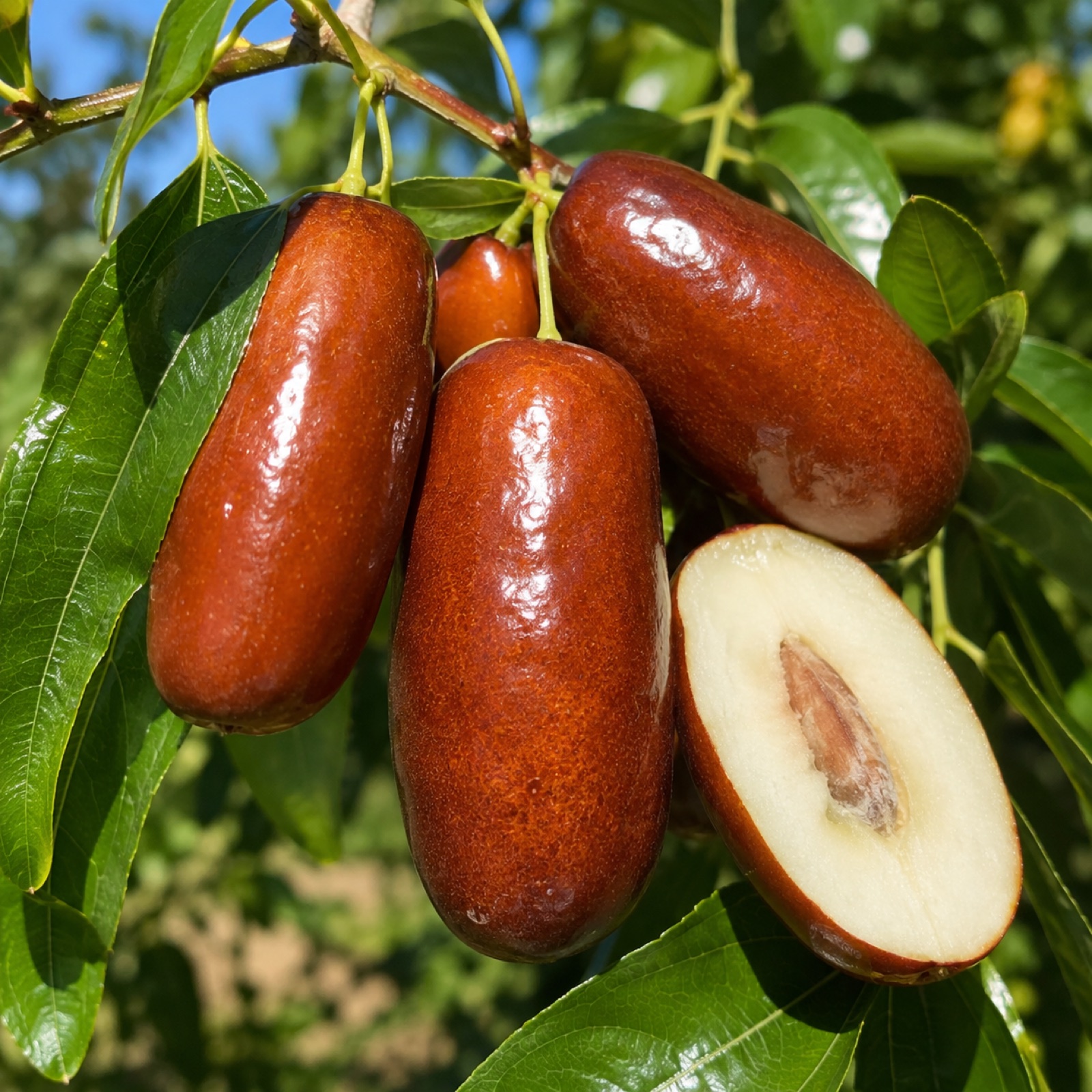 Autumn Beauty fruit