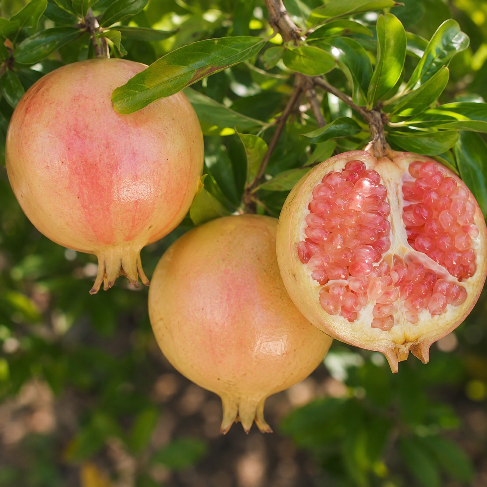 Azadi fruit