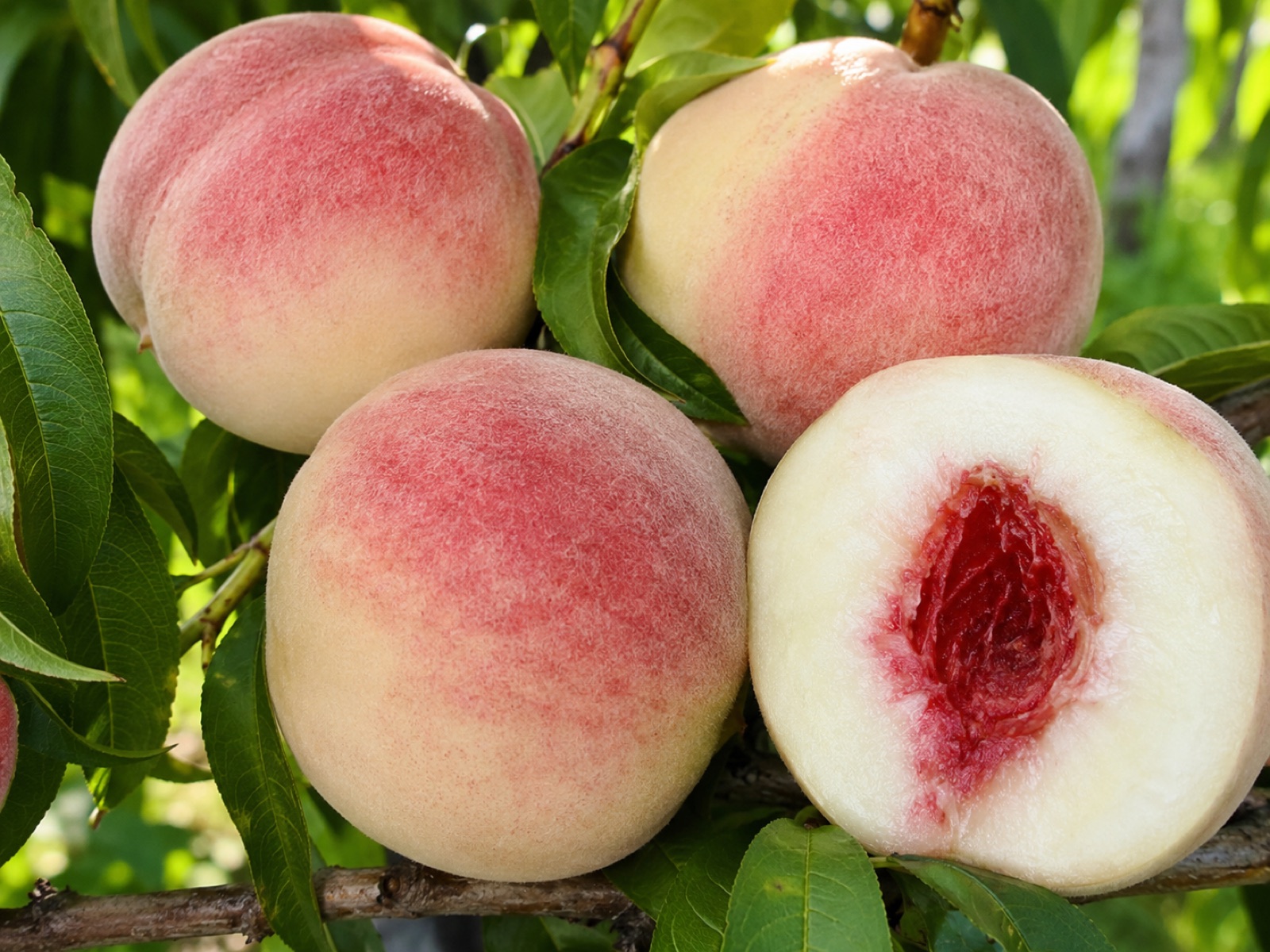 Babcock fruit