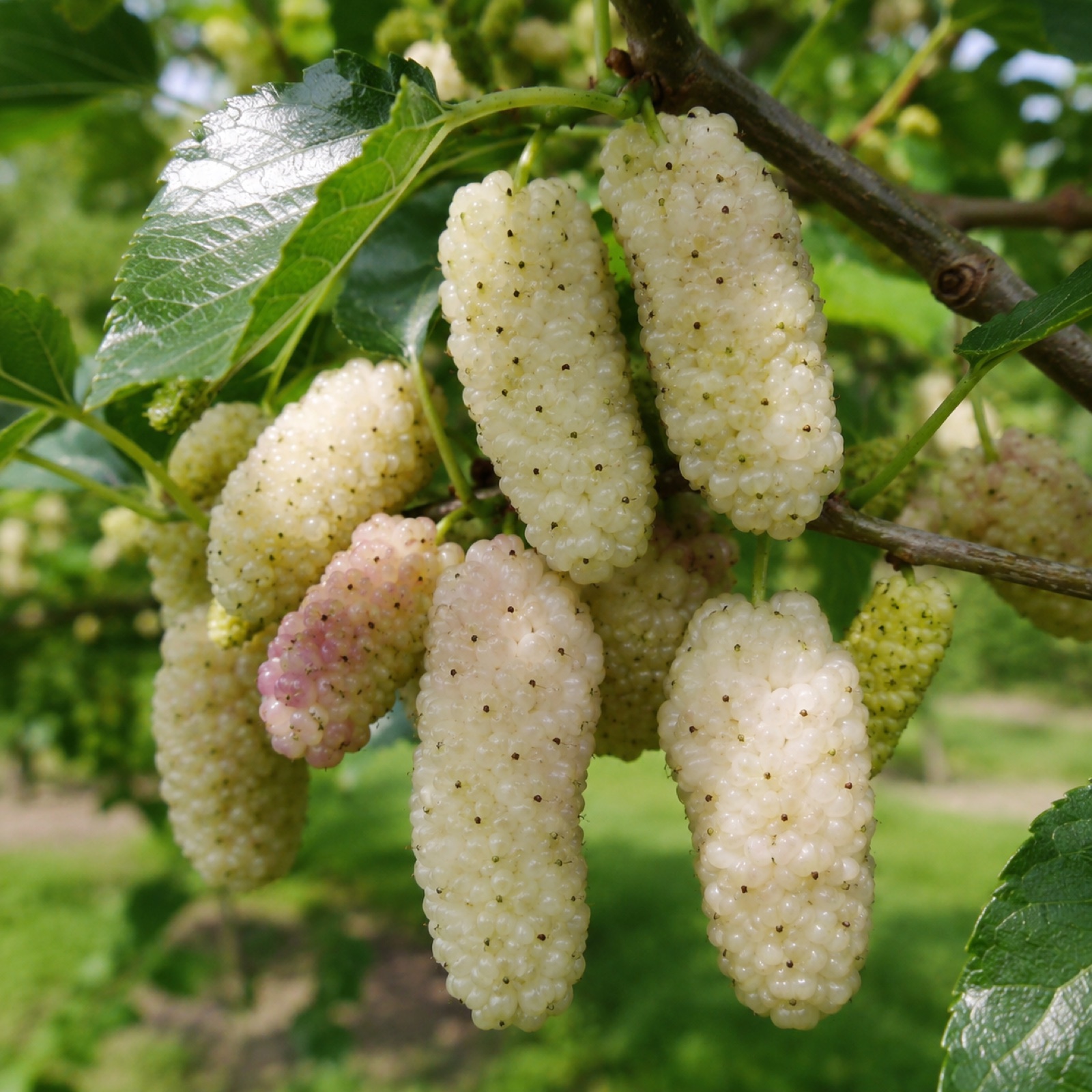 Big White Mulberry fruit