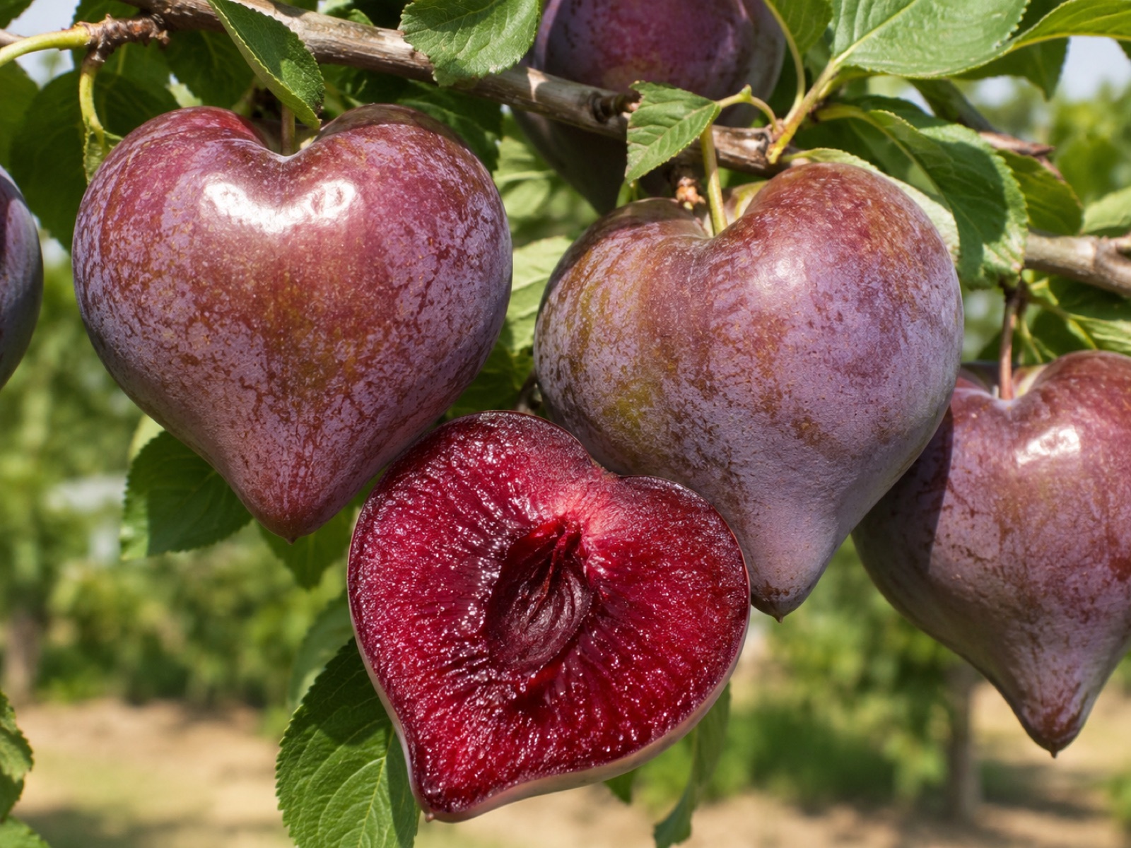 Burbank Plumcot fruit