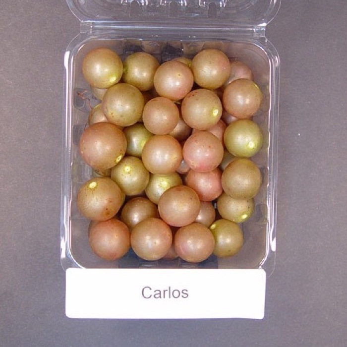 Carlos fruit