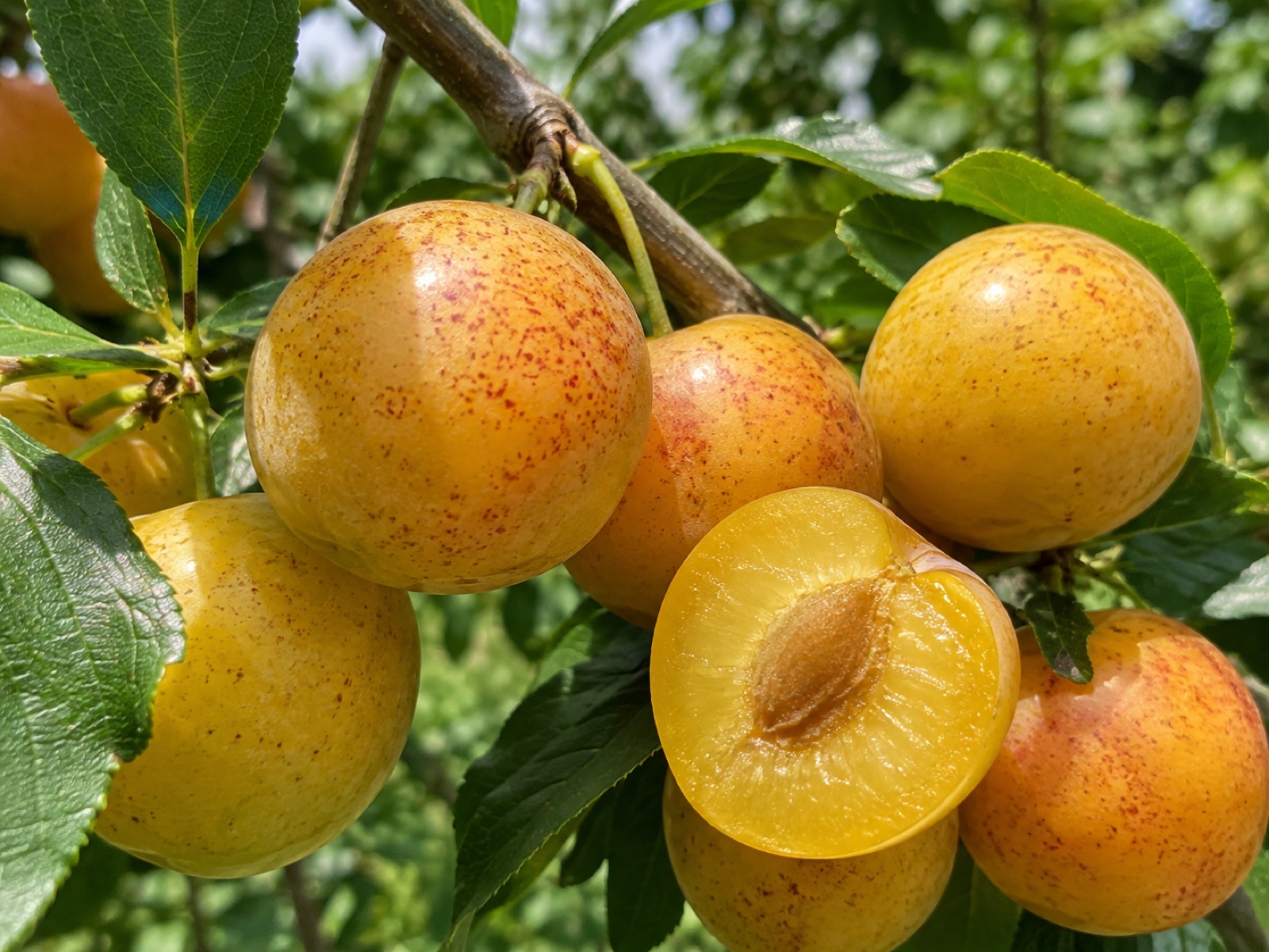 Coe's Golden Drop fruit