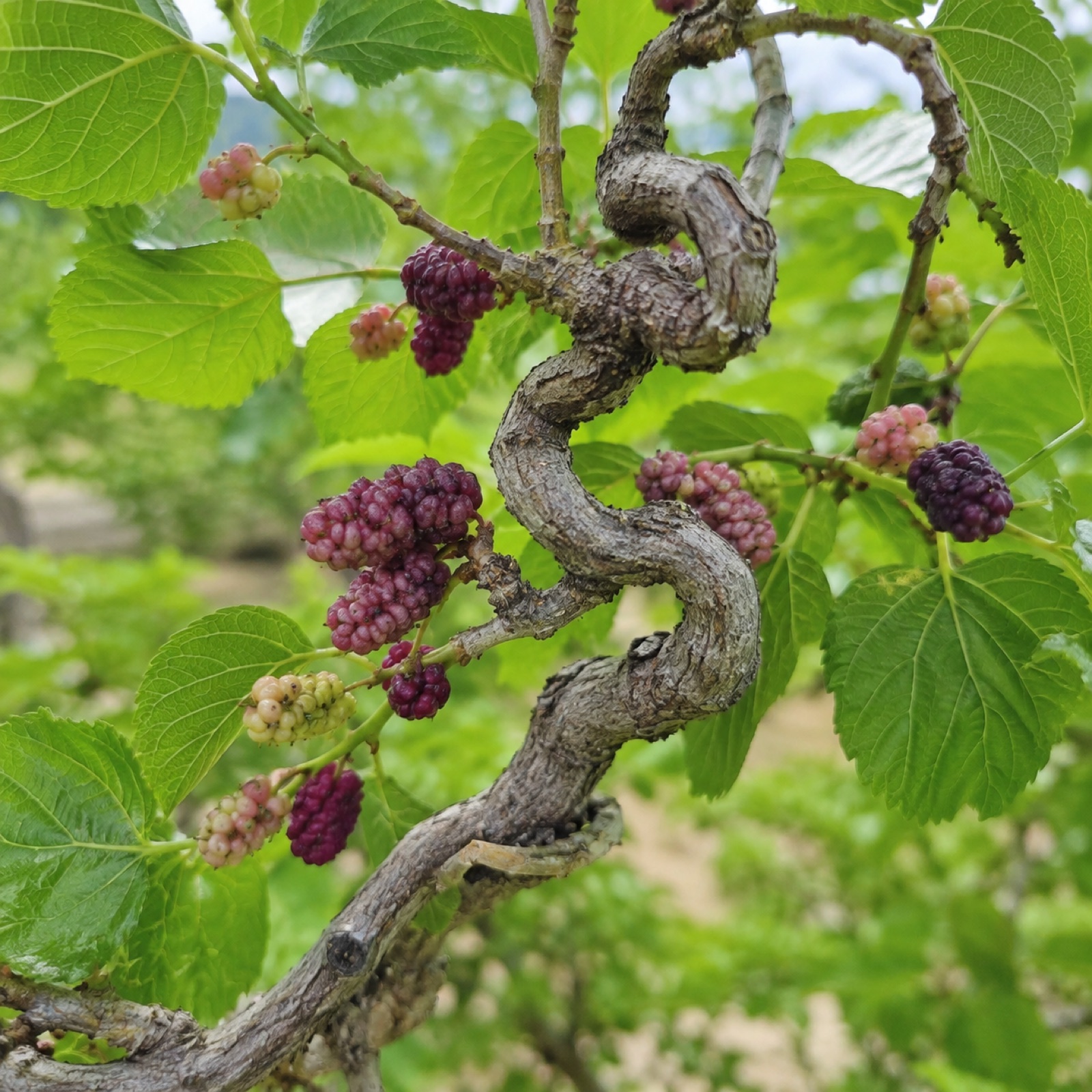 Contorted Mulberry fruit