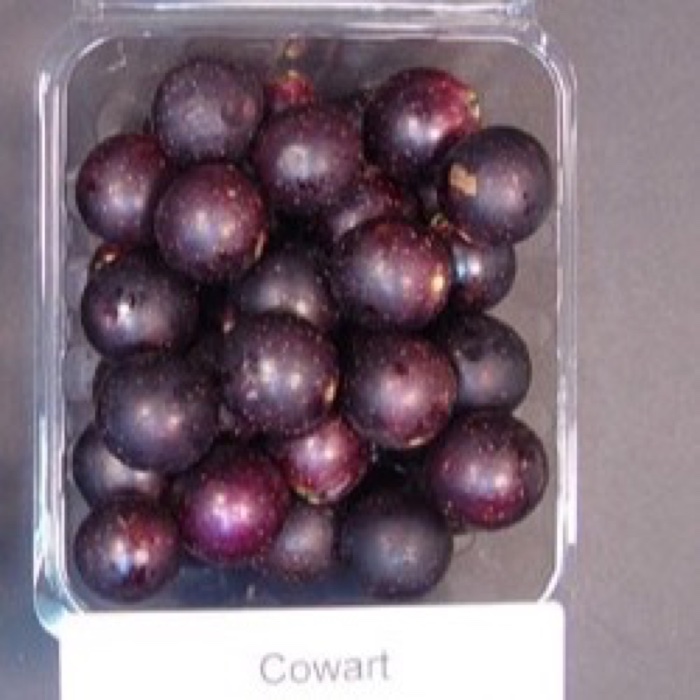 Cowart fruit