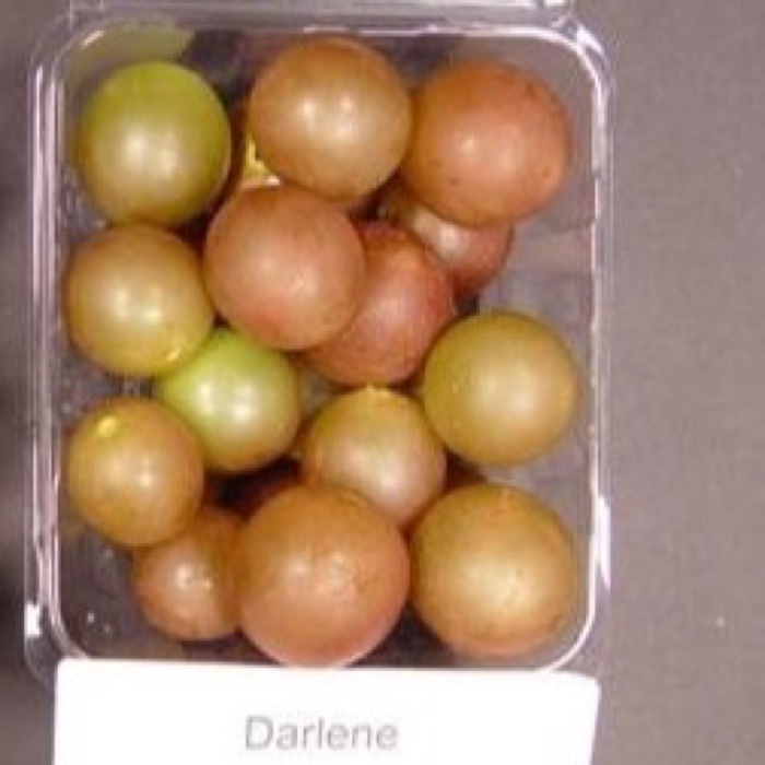 Darlene fruit