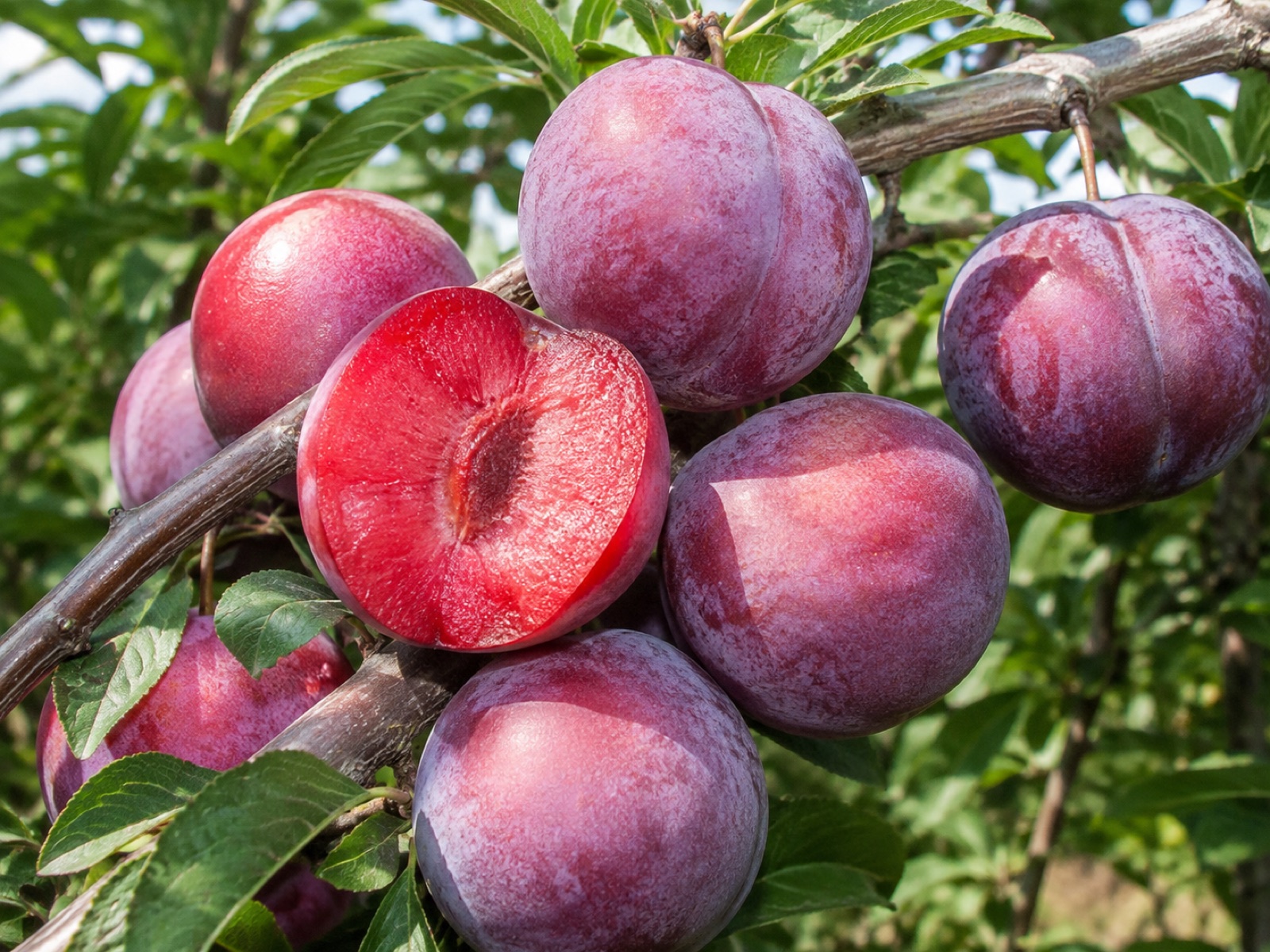 Elephant Heart fruit