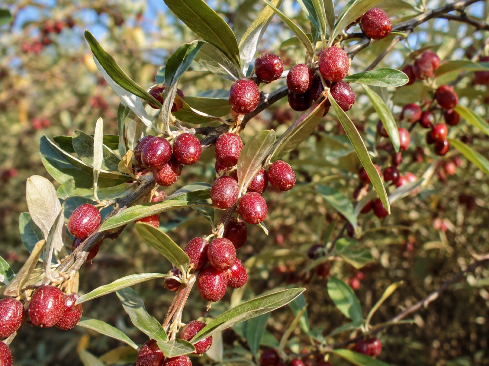 Garnet fruit