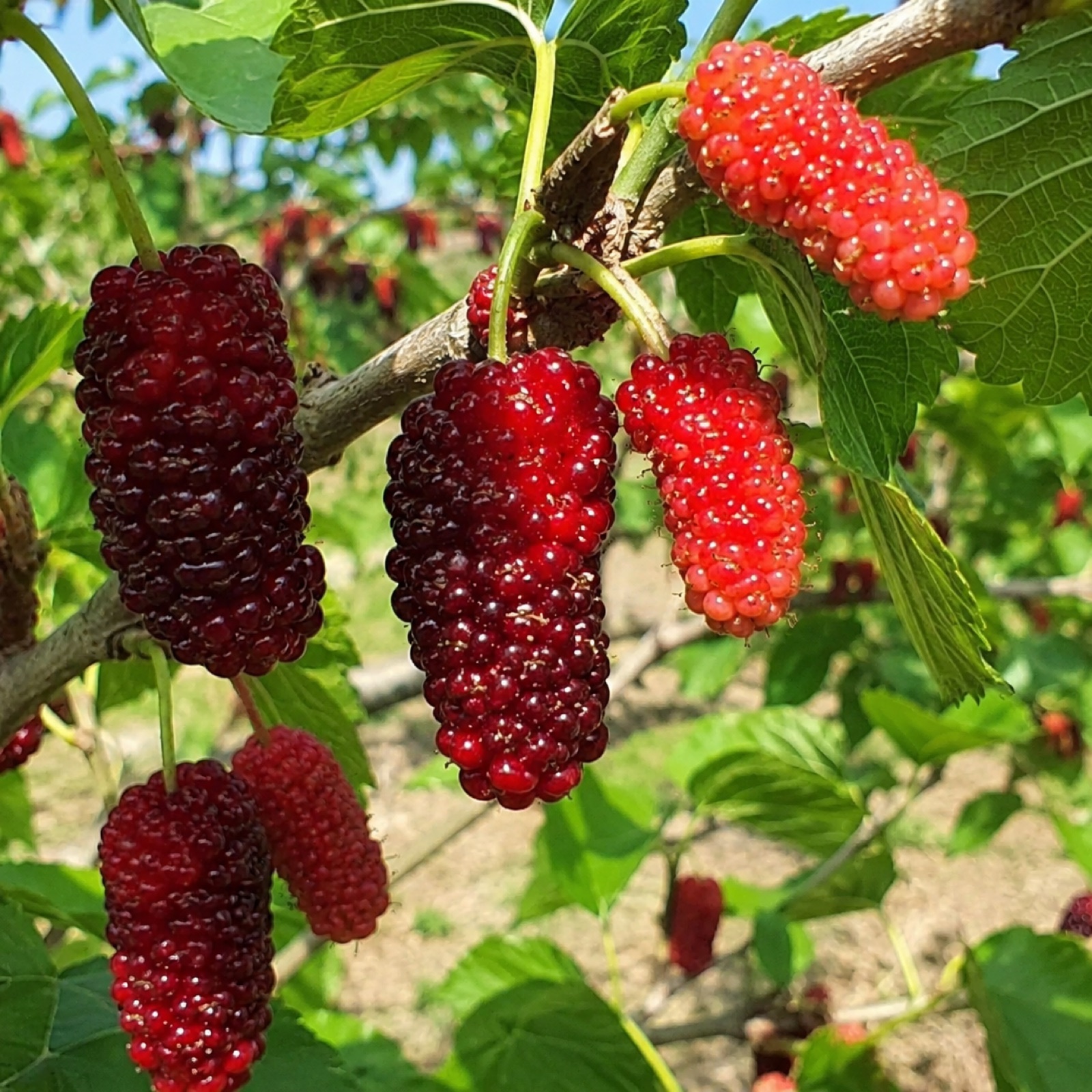 Gelato fruit