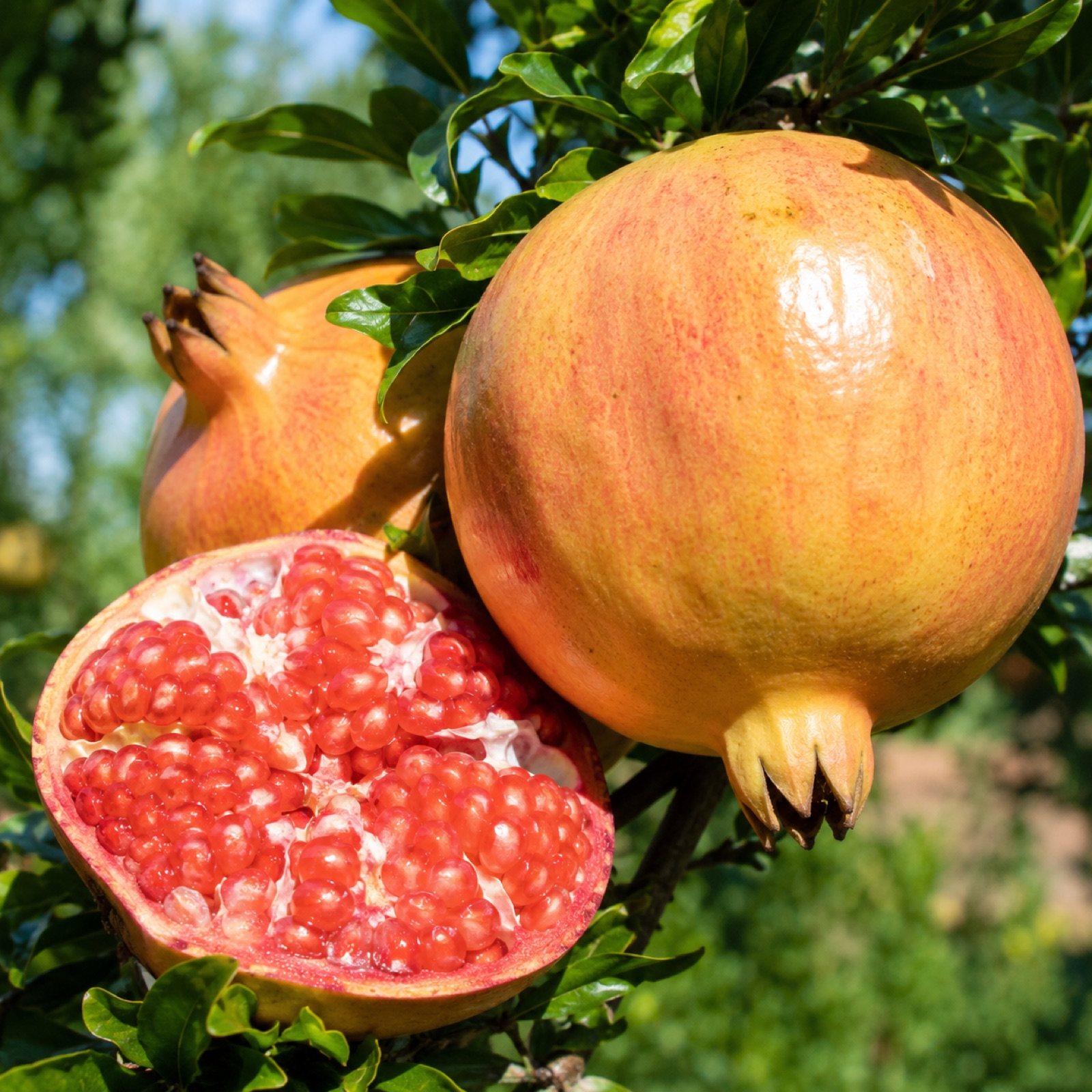 Golden Globe fruit