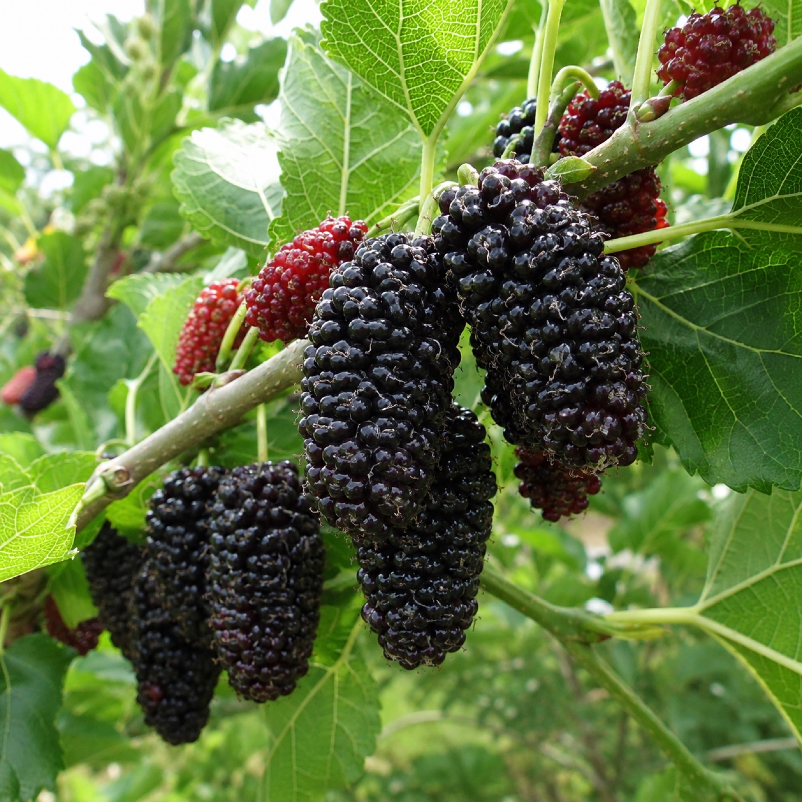 Jan's Best fruit