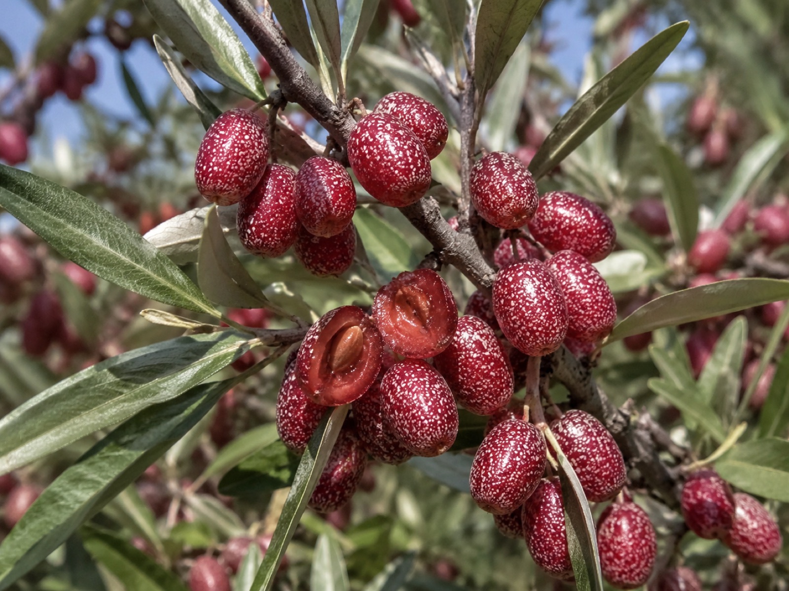 Jewel fruit