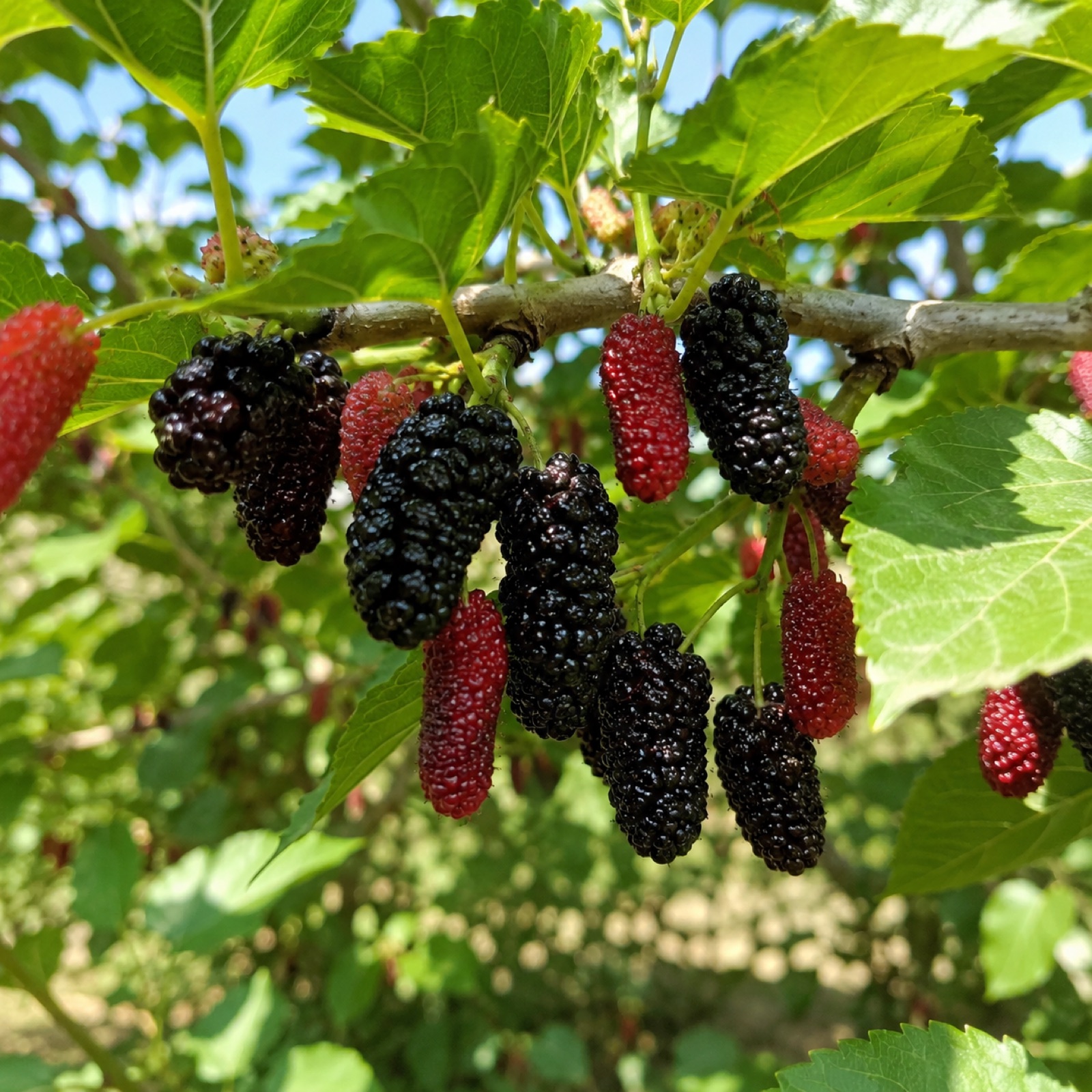 Kokusa fruit