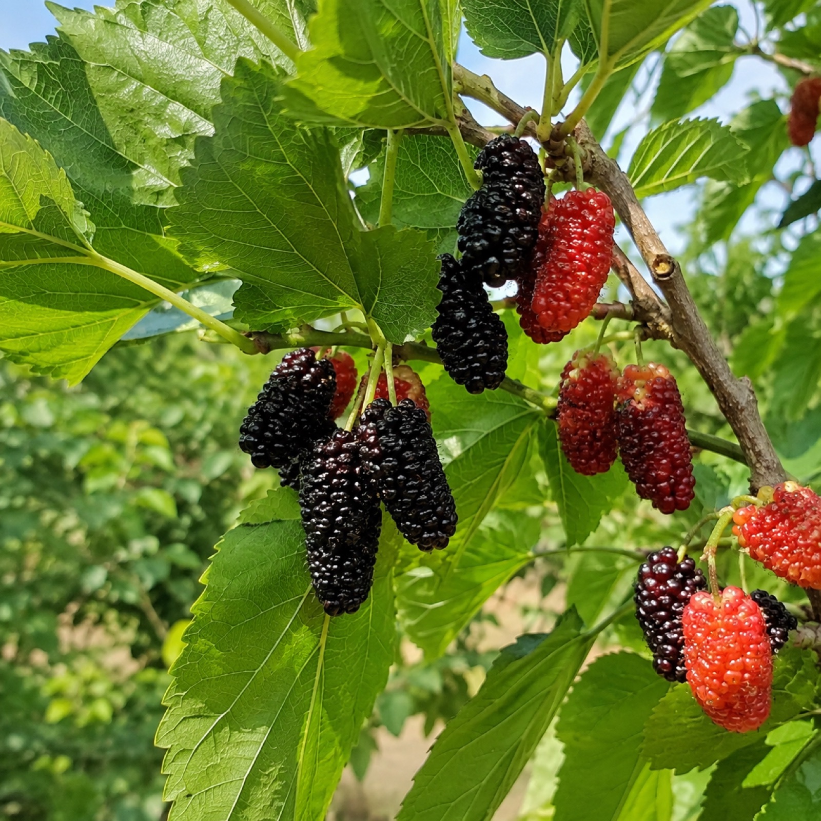 Lakeland Tropical fruit