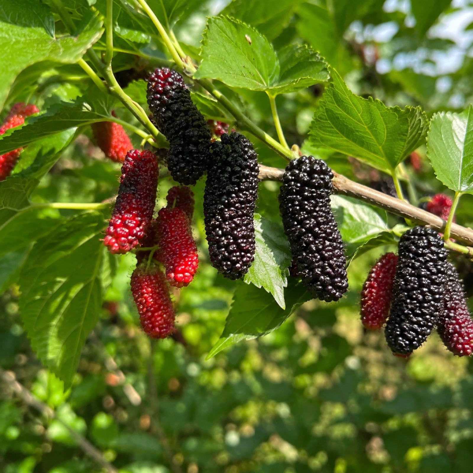 Maui fruit