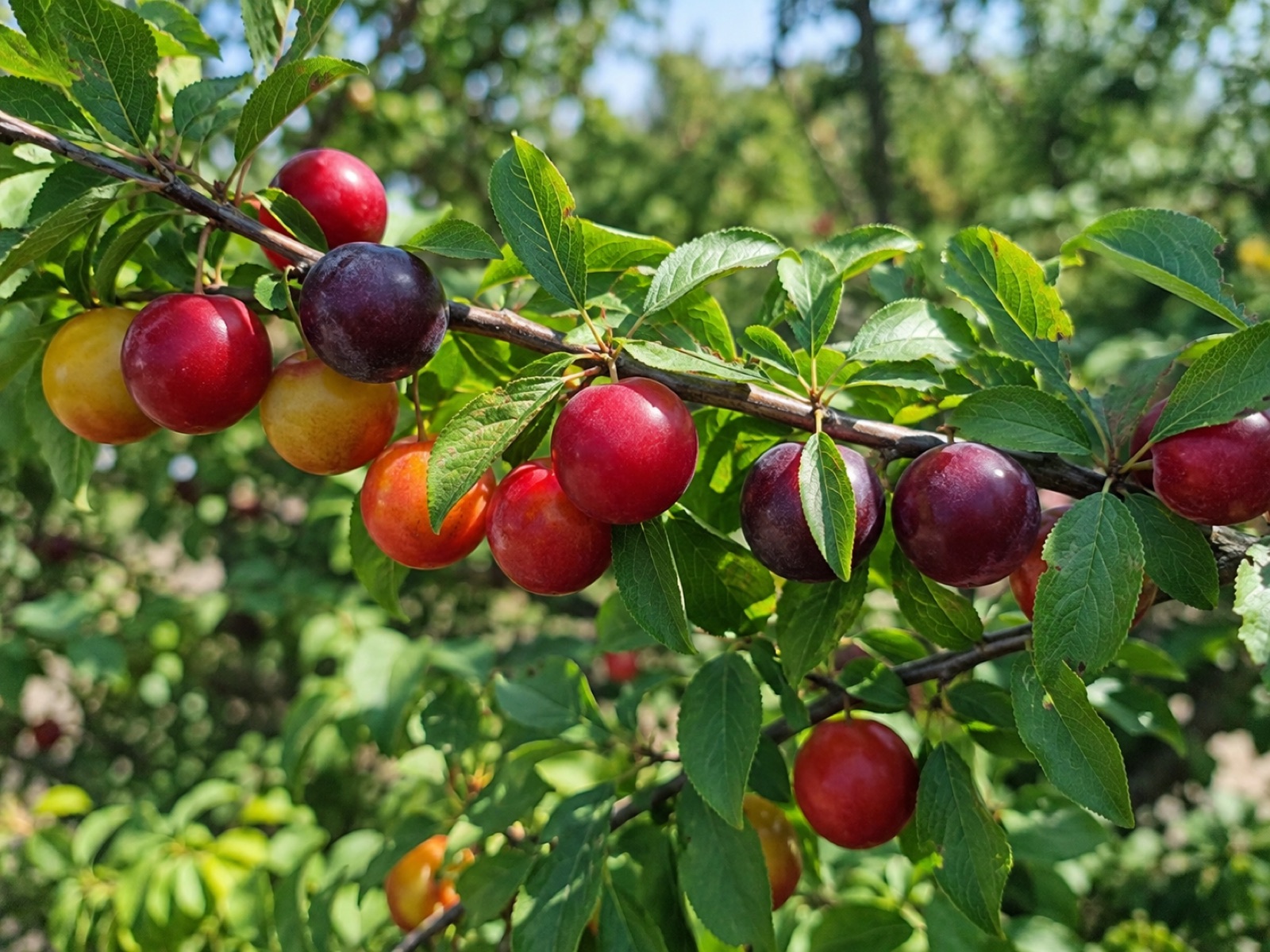 Myrobalan Plum Seedling fruit