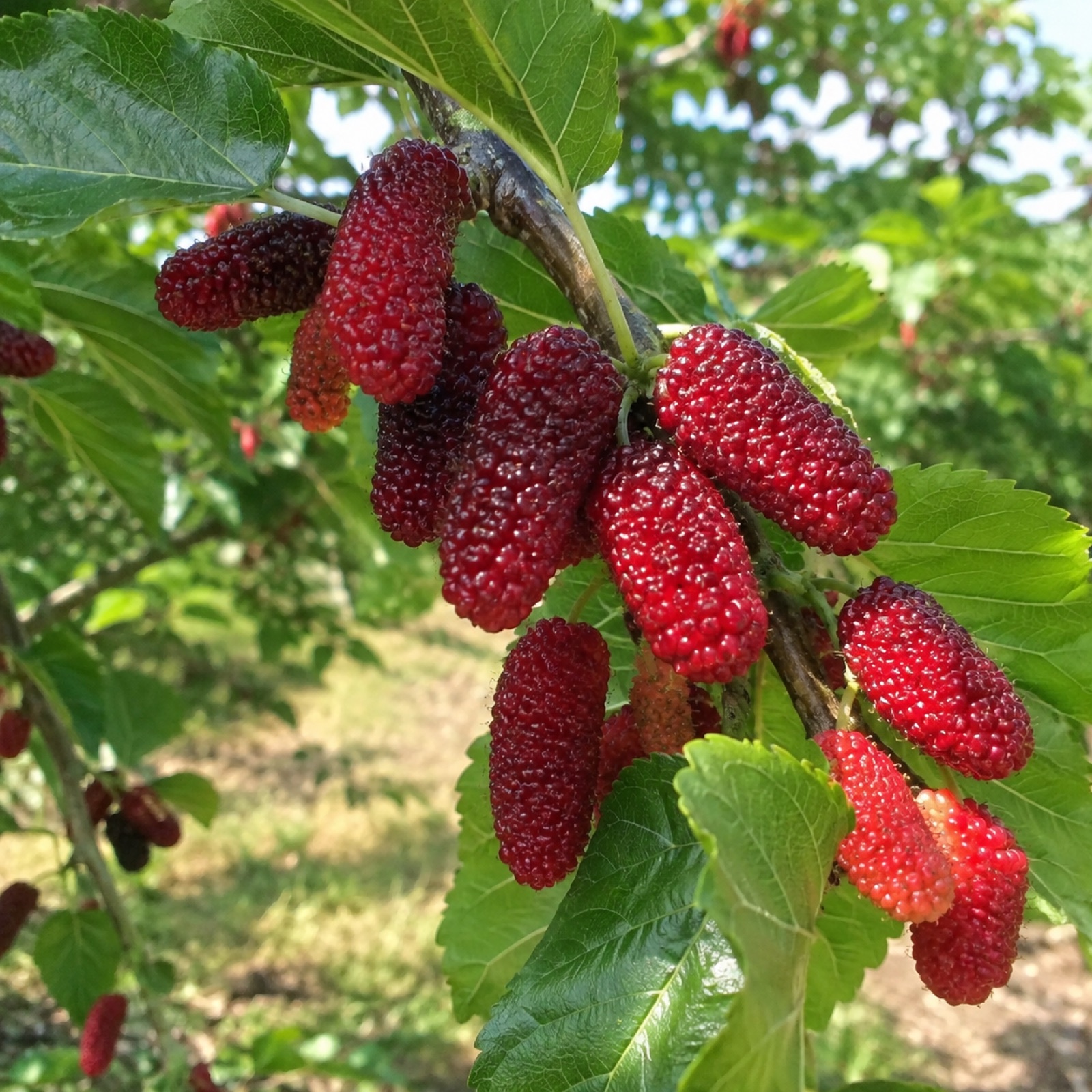Mystic Red Mulberry fruit