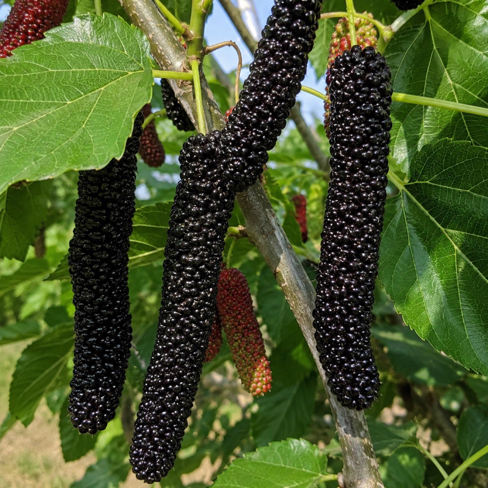 Pakistan Black fruit