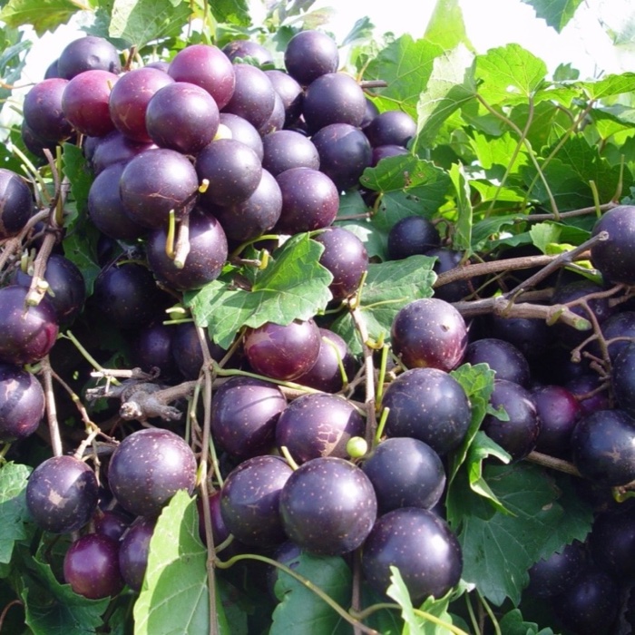 Paulk fruit