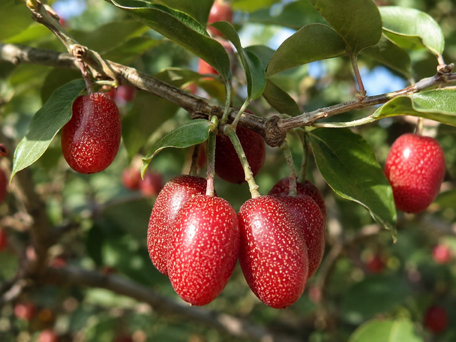 Red Gem fruit