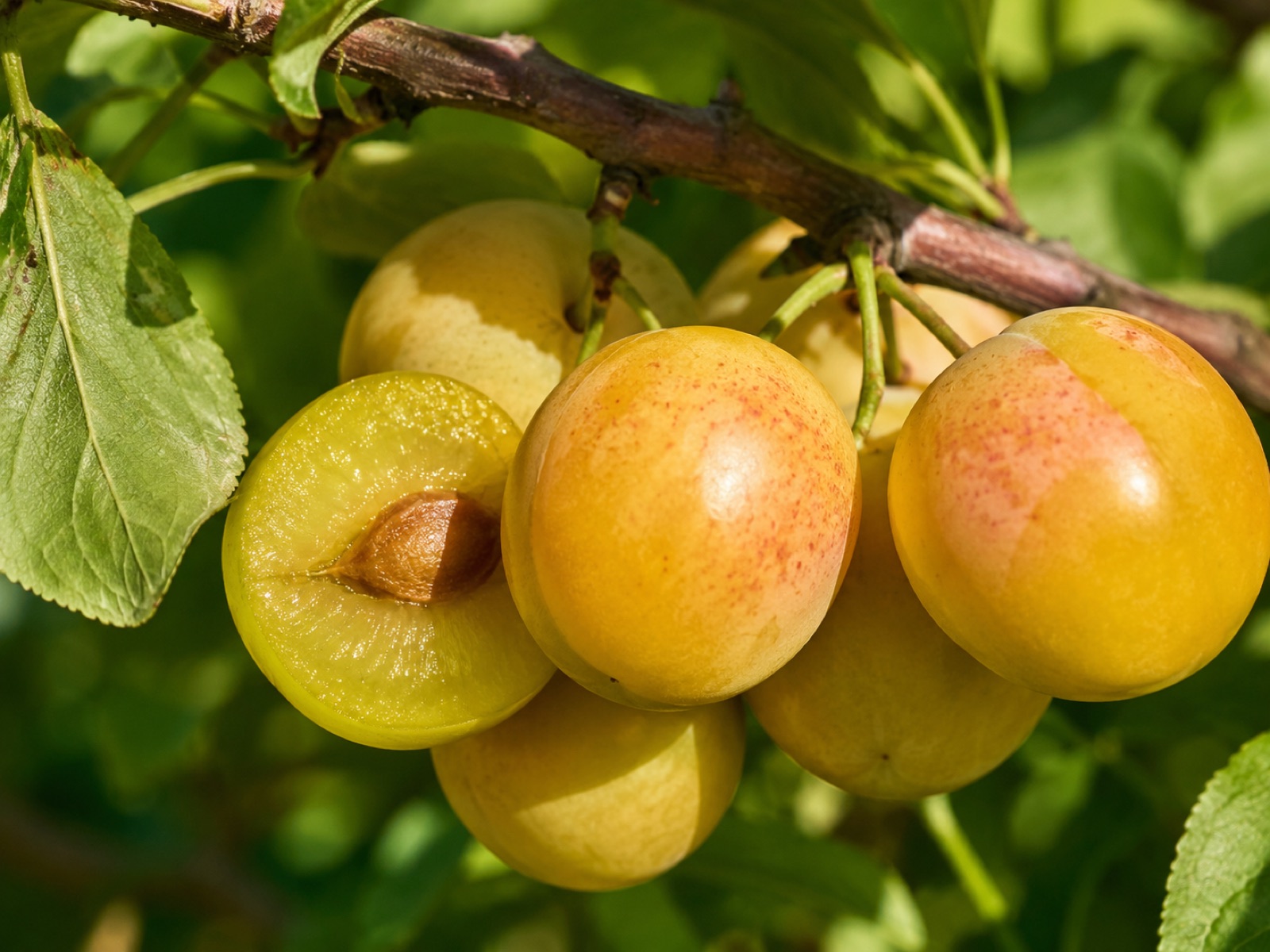 Reine Claude Doree fruit