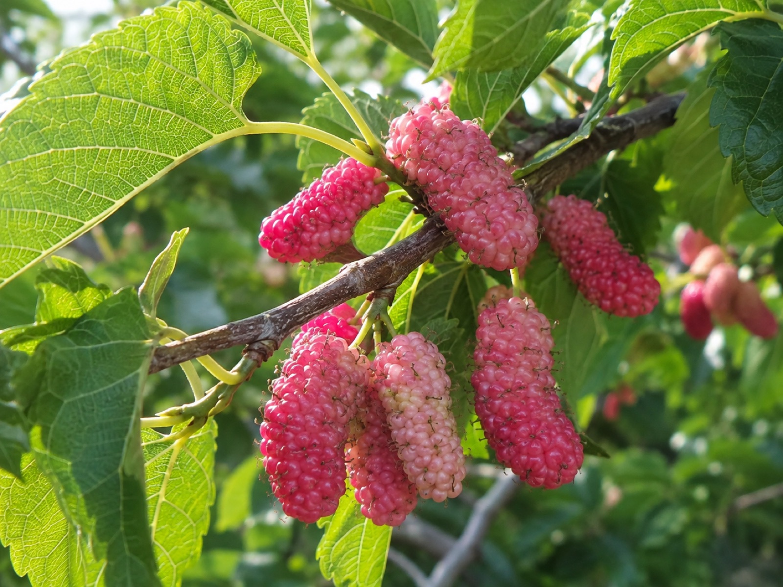 Russian Mulberry (Rootstock) fruit