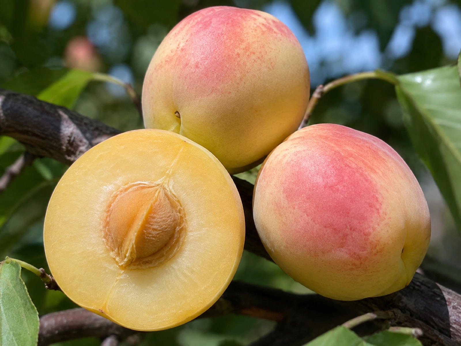 Shaa-Kar-Pareeh fruit