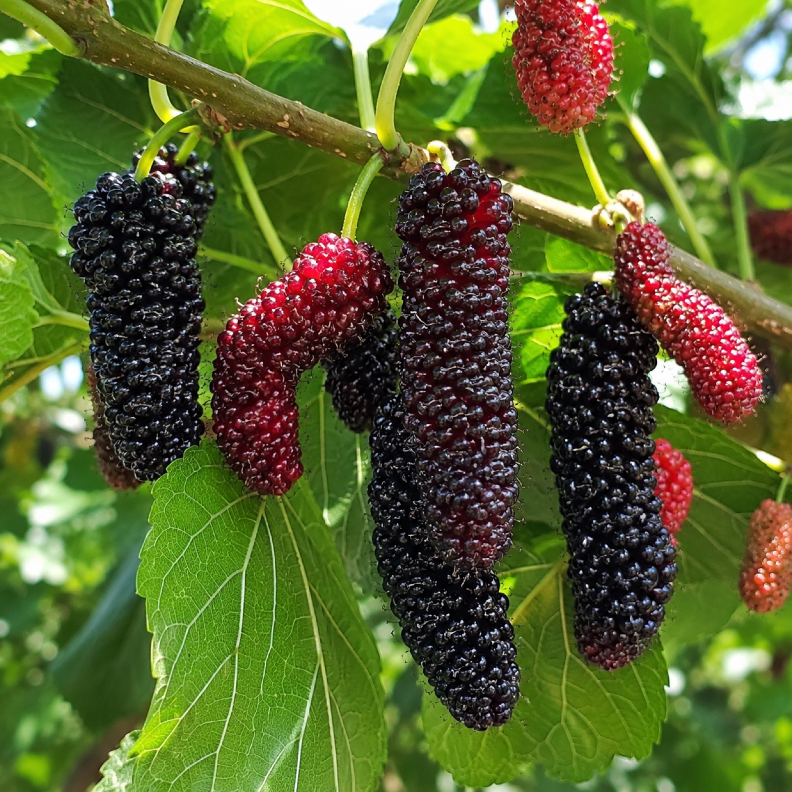 Shangri-La fruit
