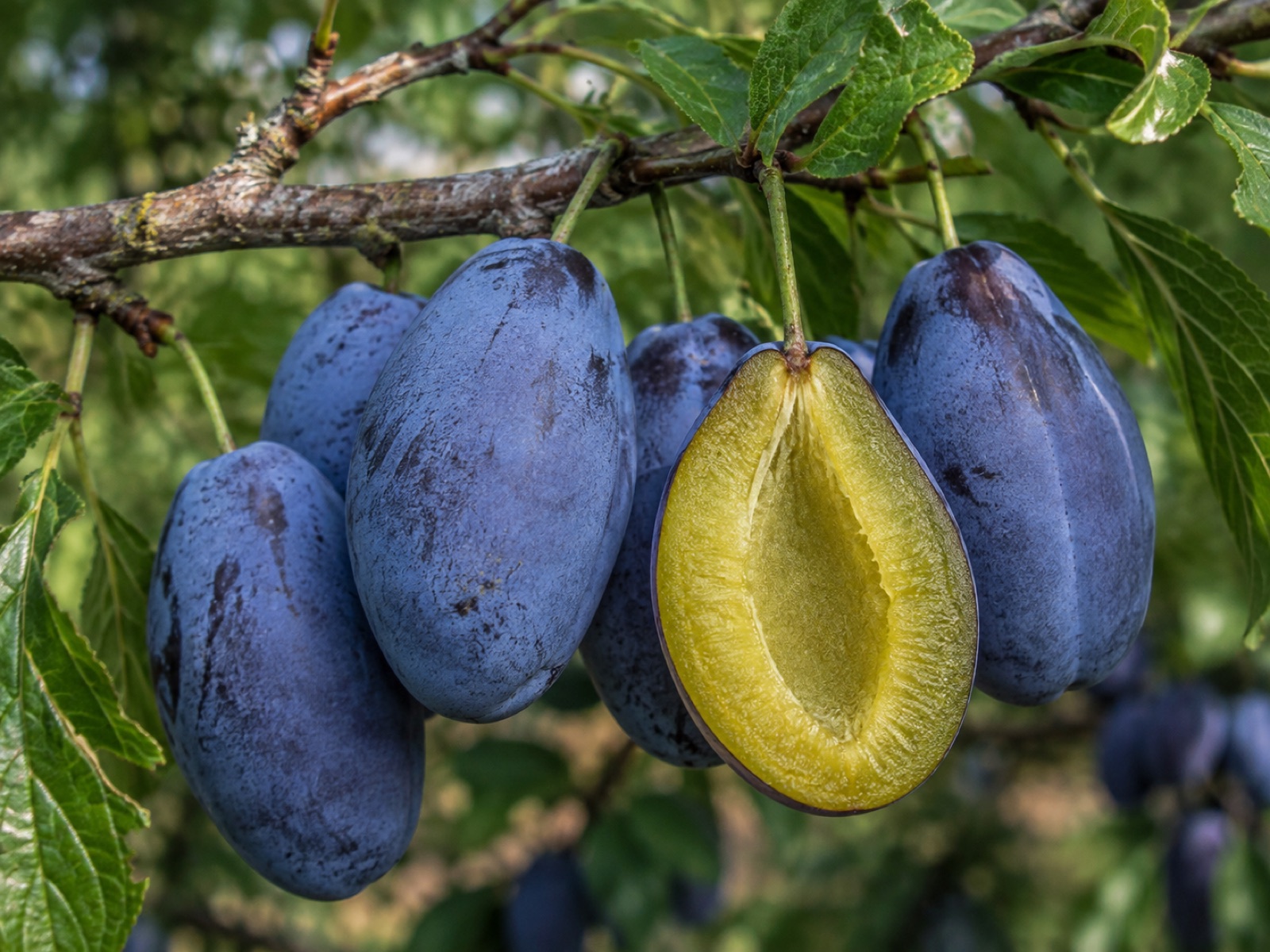 Stanley fruit