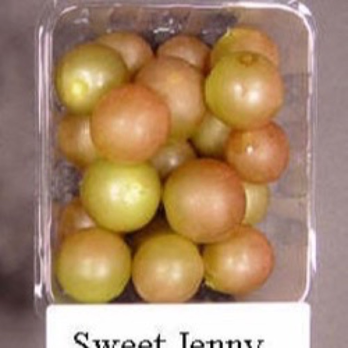 Sweet Jenny fruit