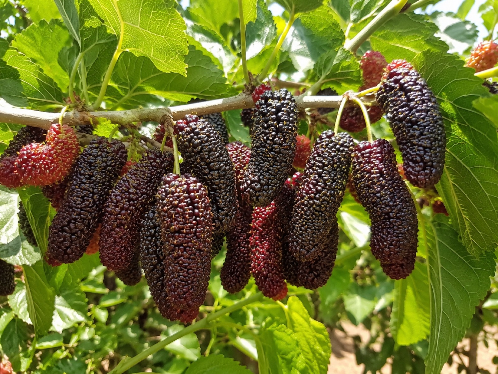 Tampa Pink fruit