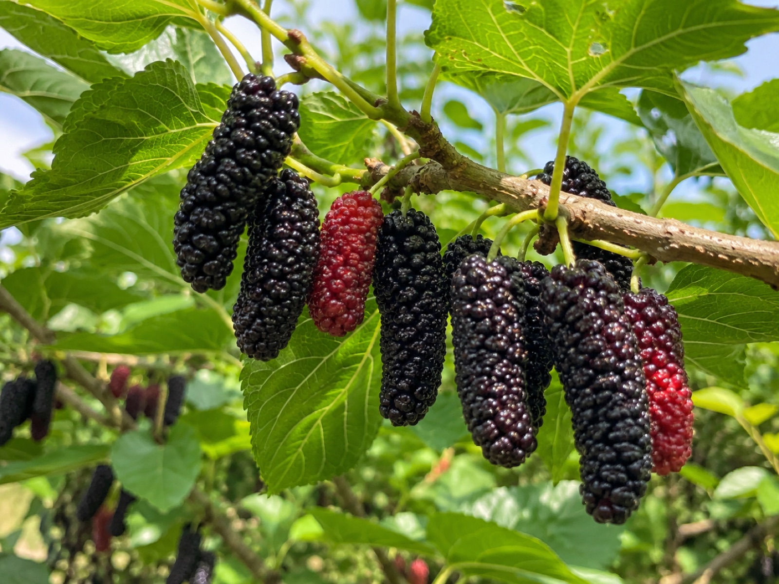 Valdosa fruit