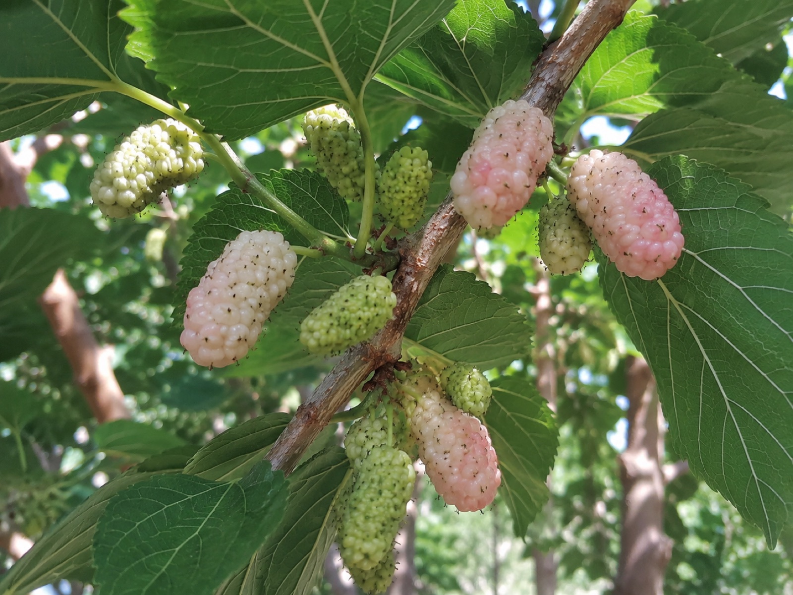 Wacissa fruit