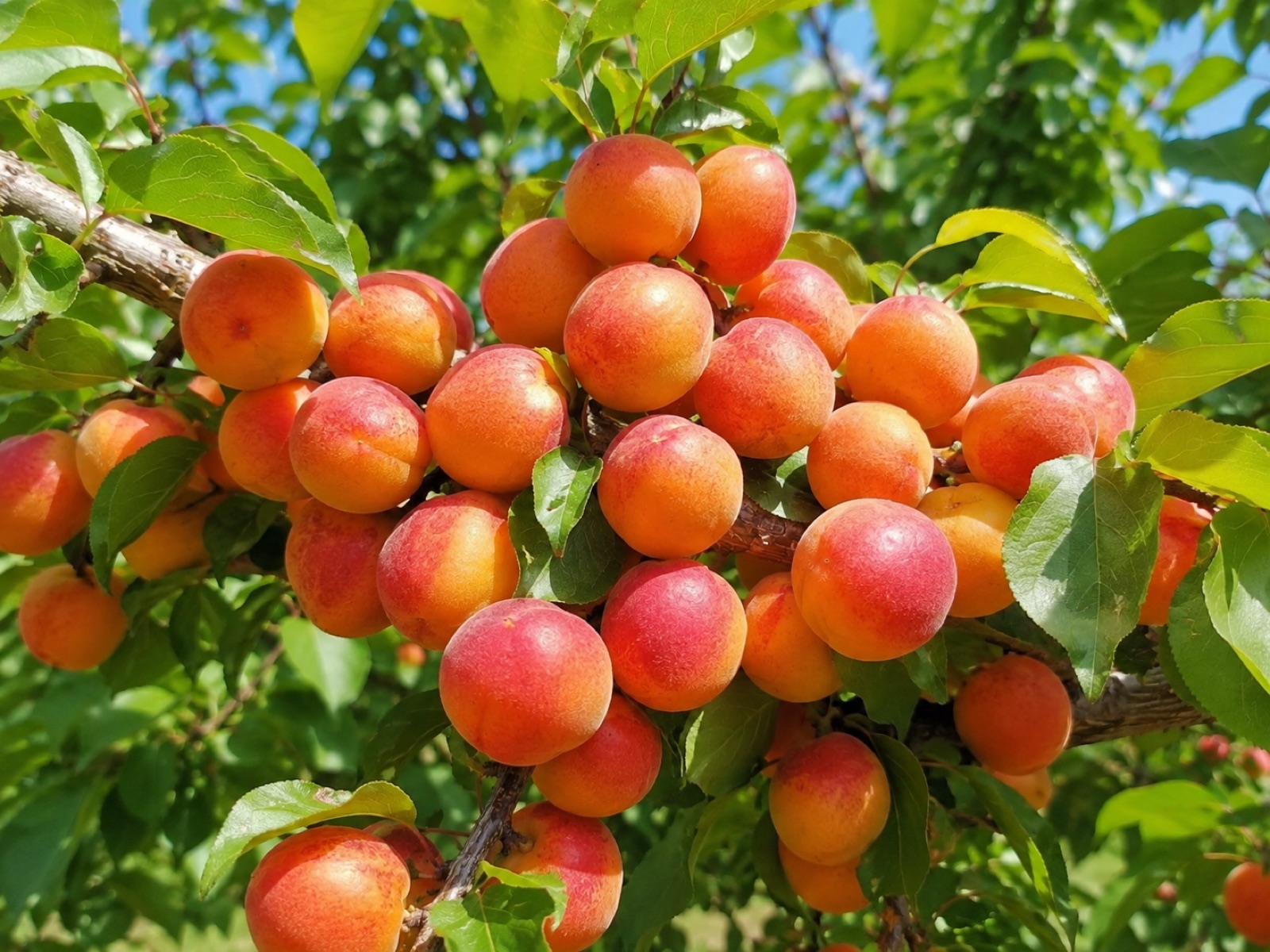 White Ume fruit