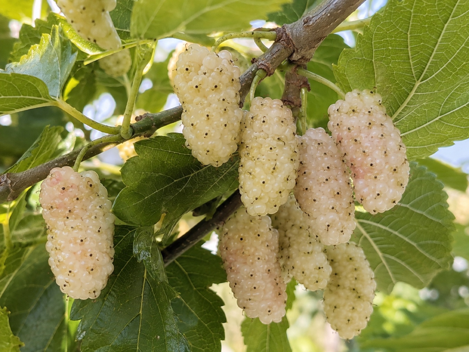 Whitebird Mulberry fruit