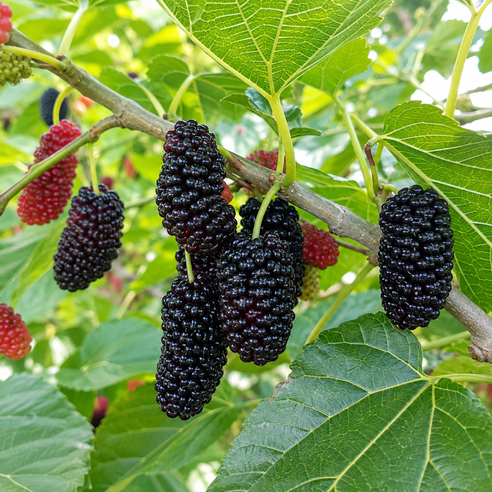 World's Best (Bryce) fruit