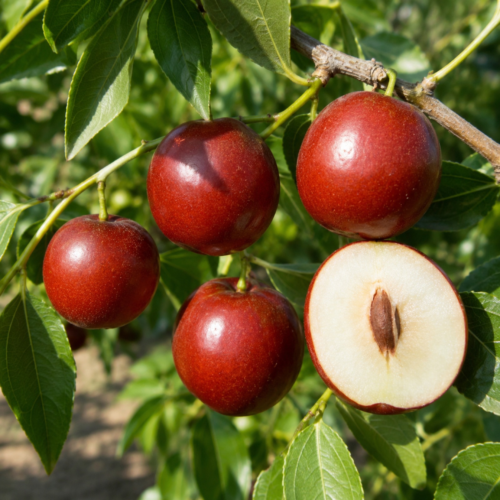 Xian Beauty fruit